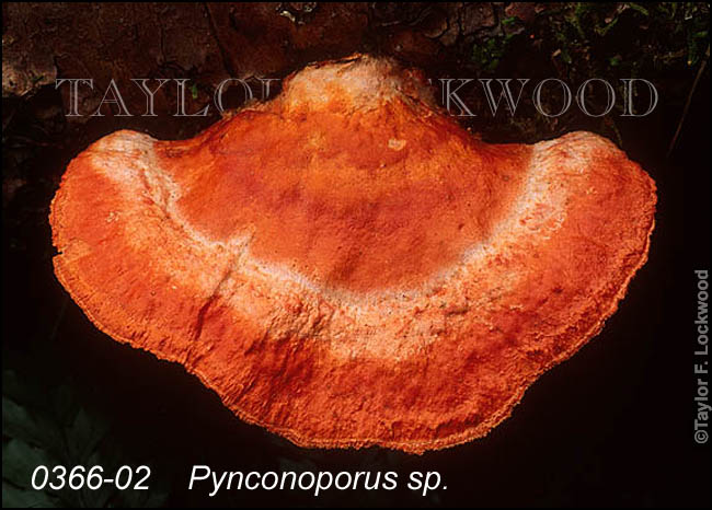 Pynconoporus sp.