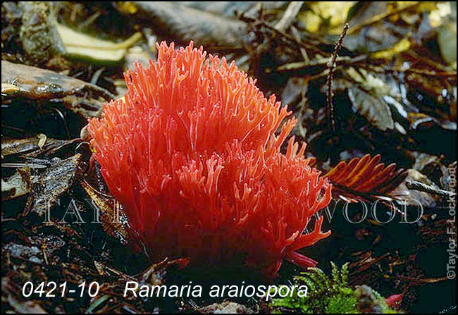 Ramaria araiospora