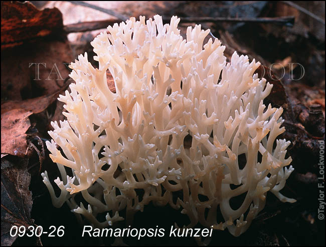 Ramariopsis kunzei