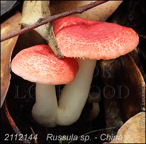 Russula sp. - China