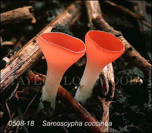 Sarcoscypha coccinea
