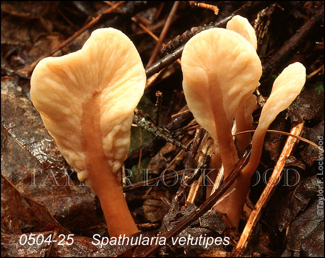Spathularia velutipes