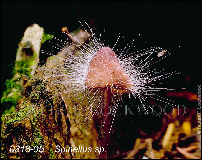 Spinellus sp.
