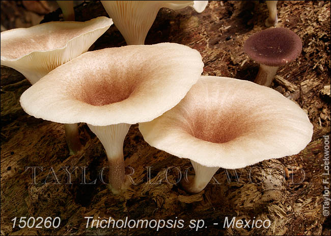 Tricholomopsis sp. - Mexico